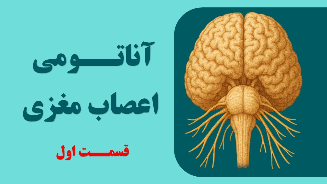آناتومی اعصاب مغزی (زوج های مغزی یک تا چهار) قسمت اول