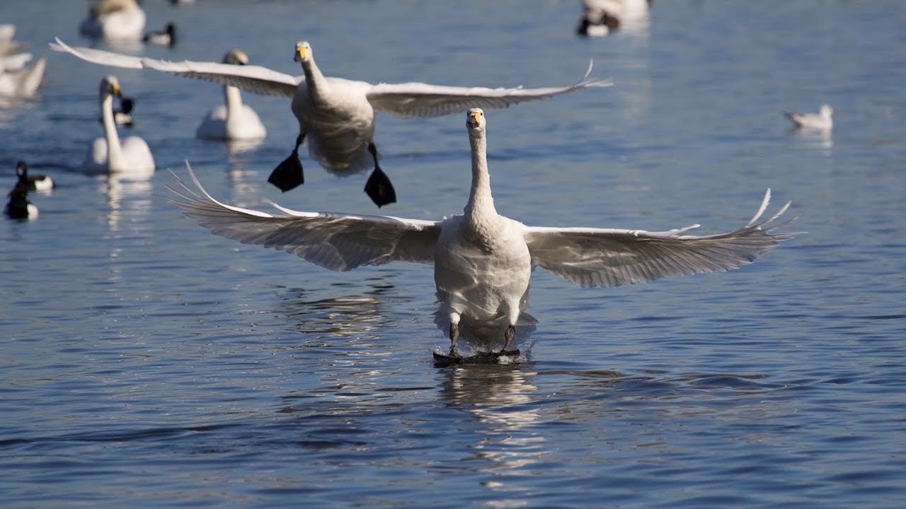 Feeding Swans & Ducks