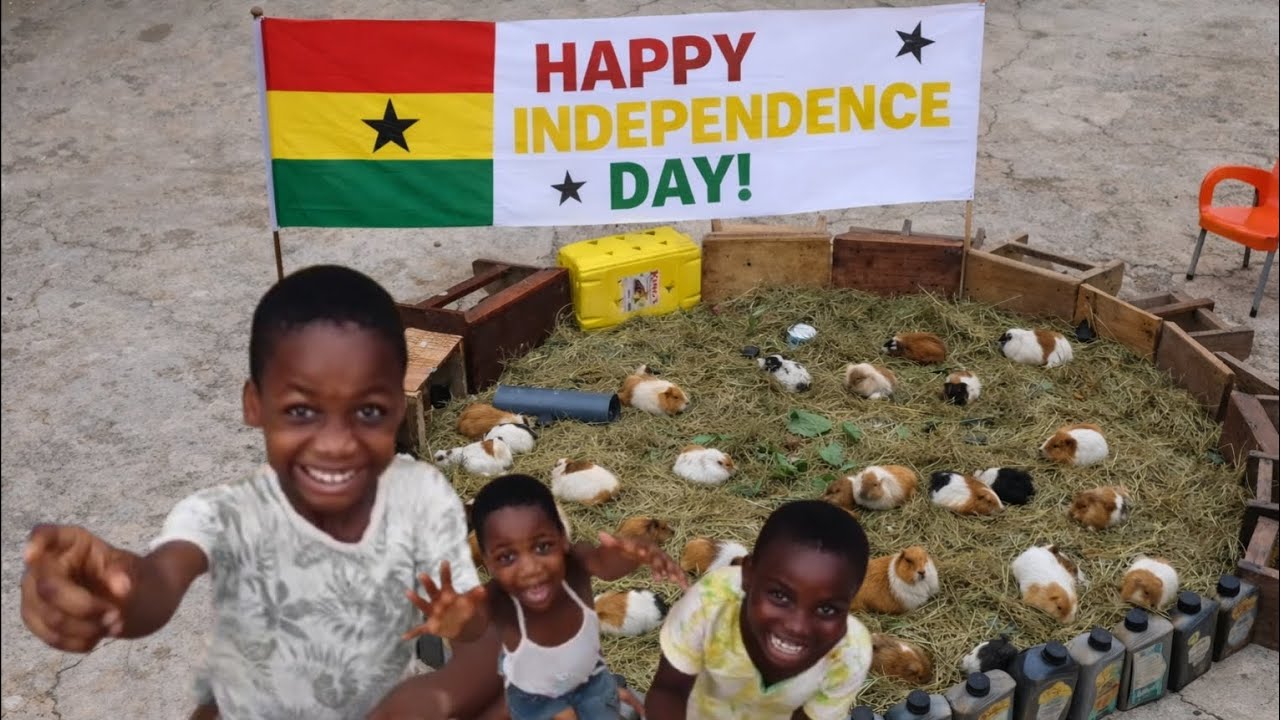 What To Feed Guinea Pigs If You Live In Ghana 