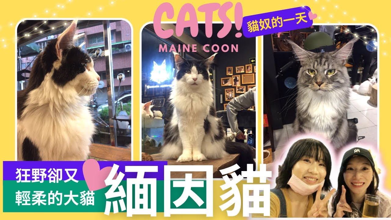 🌞笑想以久的 緬因貓 我來啦！💕狂野卻又親人的大貓🥰 貓咪的性暗示是這個？！ 😳Maine Coon 🐱🐯🦁