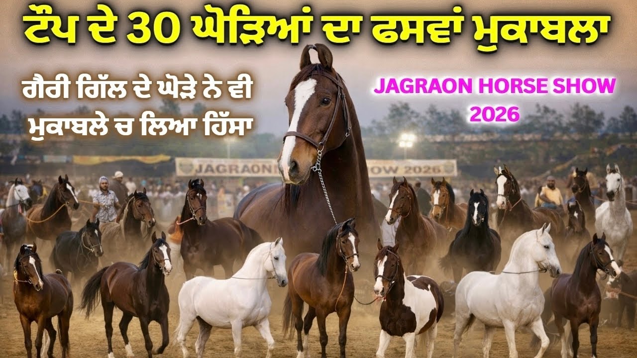 30 ਟੌਪ ਦੇ ਘੋੜਿਆਂ ਦਾ ਮੁਕਾਬਲਾ | ਮੁਕਾਬਲੇ ਚ ਸਿਰੇ ਦੇ 30 ਘੋੜੇ ।Jagraon Horse Show 2026 | Rangle Punjabi 