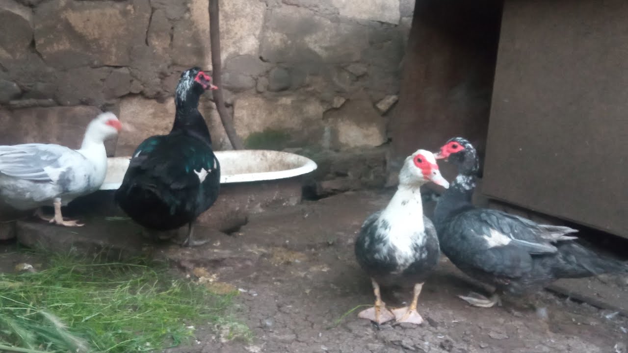 Lal ördəklər necə ayında yumurtayir ❓