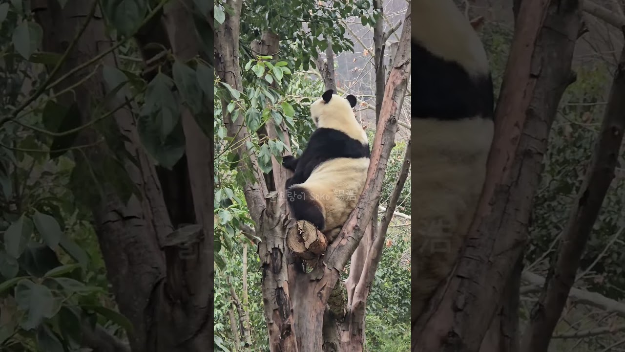 나무위에서...❤️#푸바오 #판다 #fubao #panda #푸바오실시간