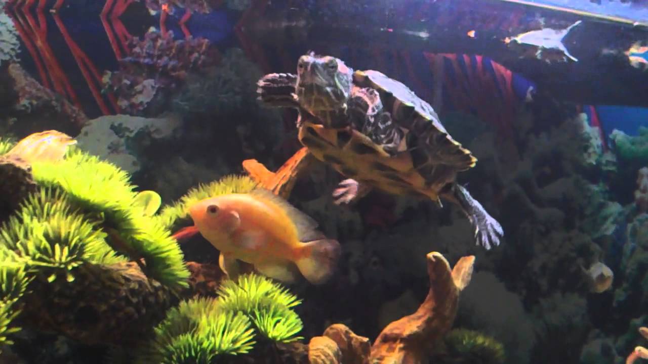 Awesome Turtle Tank Setup with Cichlids
