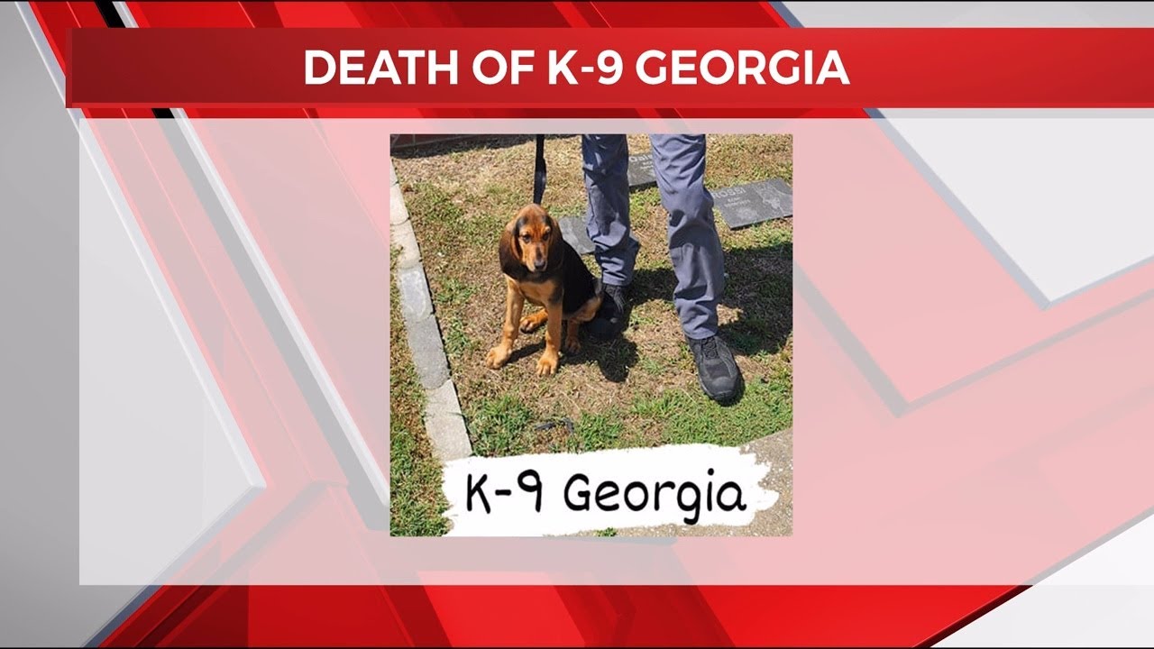 Dade County K-9 Georgia dies after patrol car malfunction in extreme heat