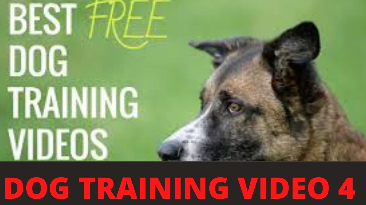 PUPPY DOG TRAINING VIDEO