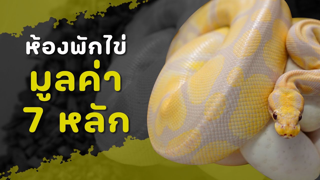 เปิดคลังแสงไข่งูบอลหลักล้าน [EP.223| 4K] #realityballpython #ballpython