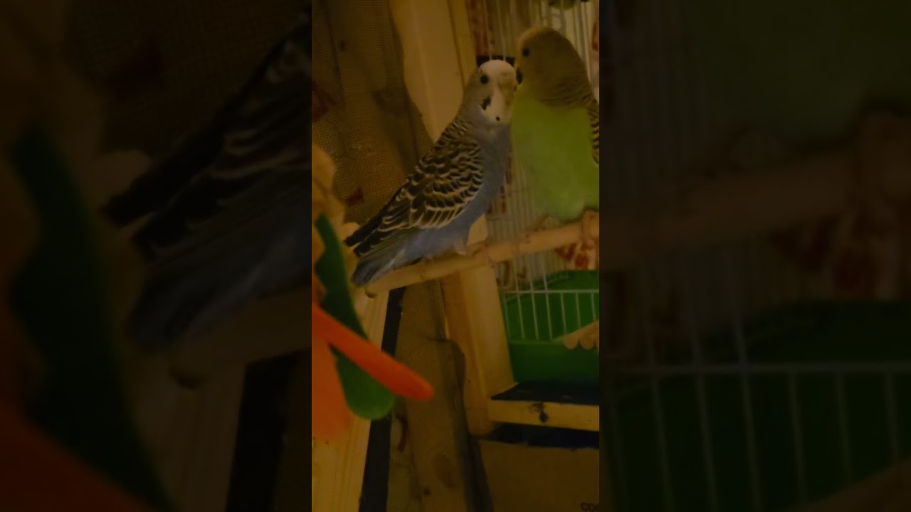 NO FIGHTING AT BED TIME