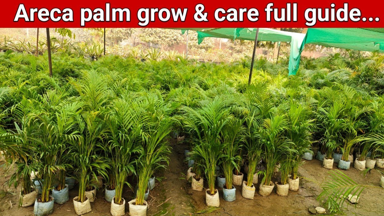 🌴 Areca Palm Care Guide | पीले पत्ते क्यों होते हैं? सही मिट्टी और ग्रोथ टिप्स