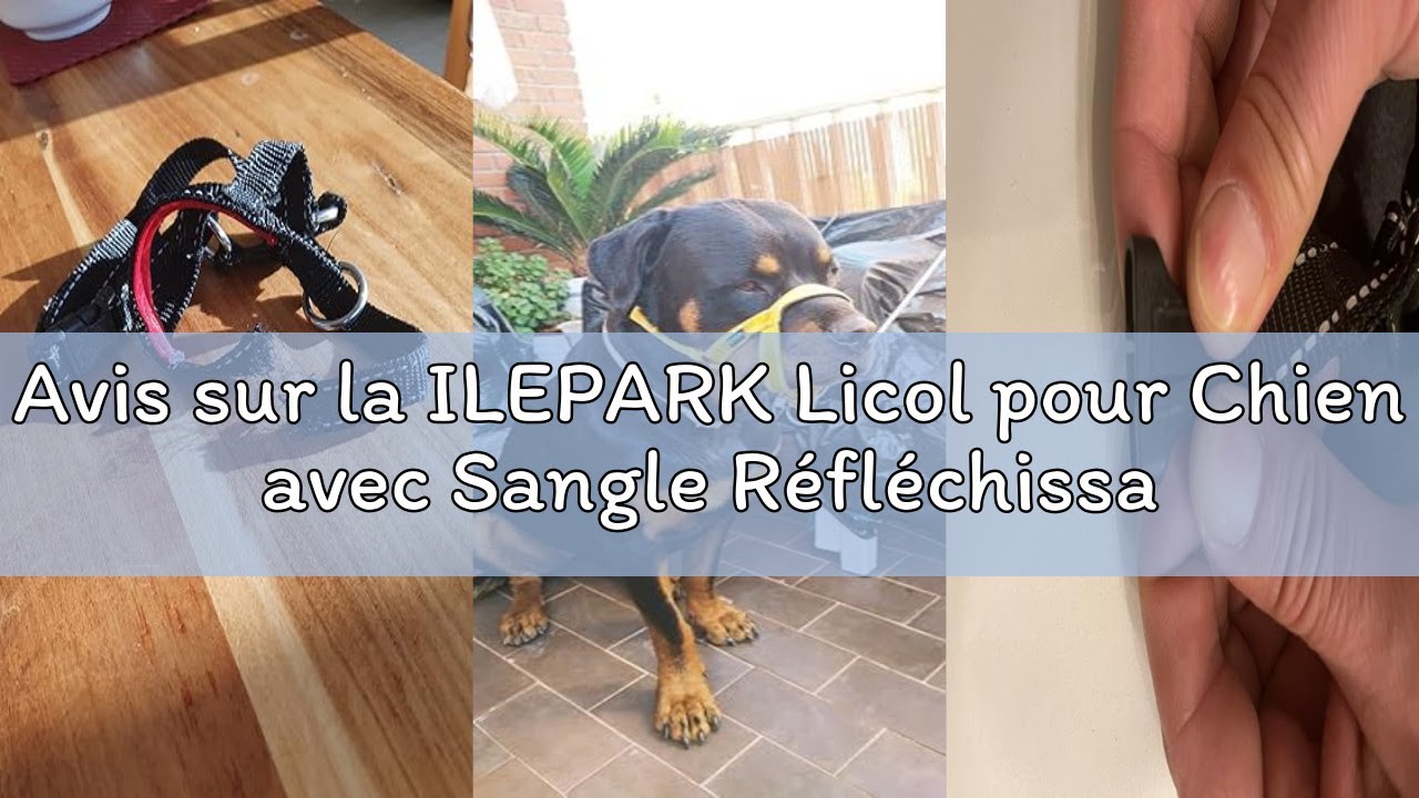Avis sur la ILEPARK Licol pour Chien avec Sangle Réfléchissante, Dressage Collier Tête De Chien, Rég