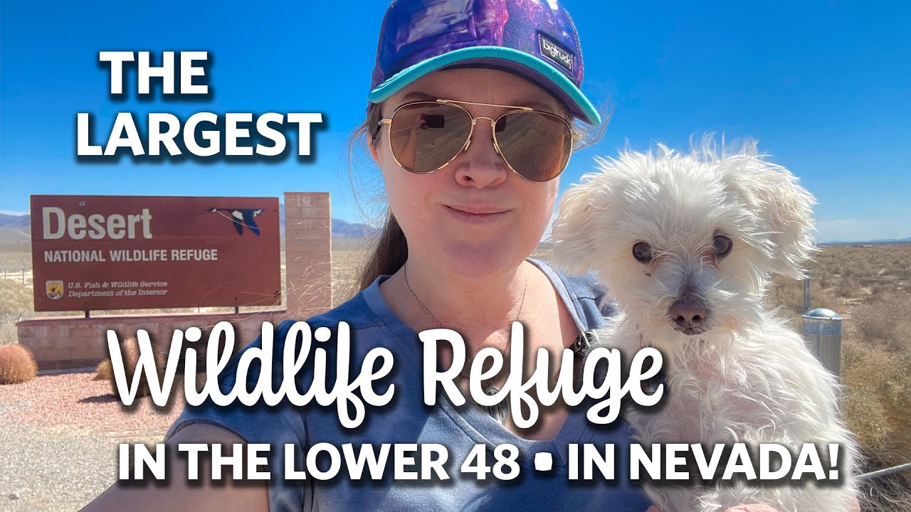 Camping at Desert National Wildlife Refuge in Nevada