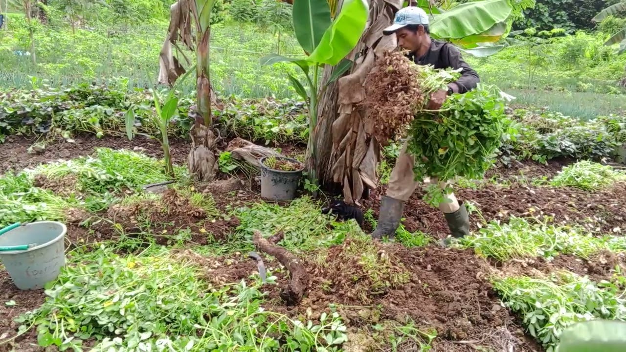 YANG KE  2. KITA POTONG BATANG KACANGNYA