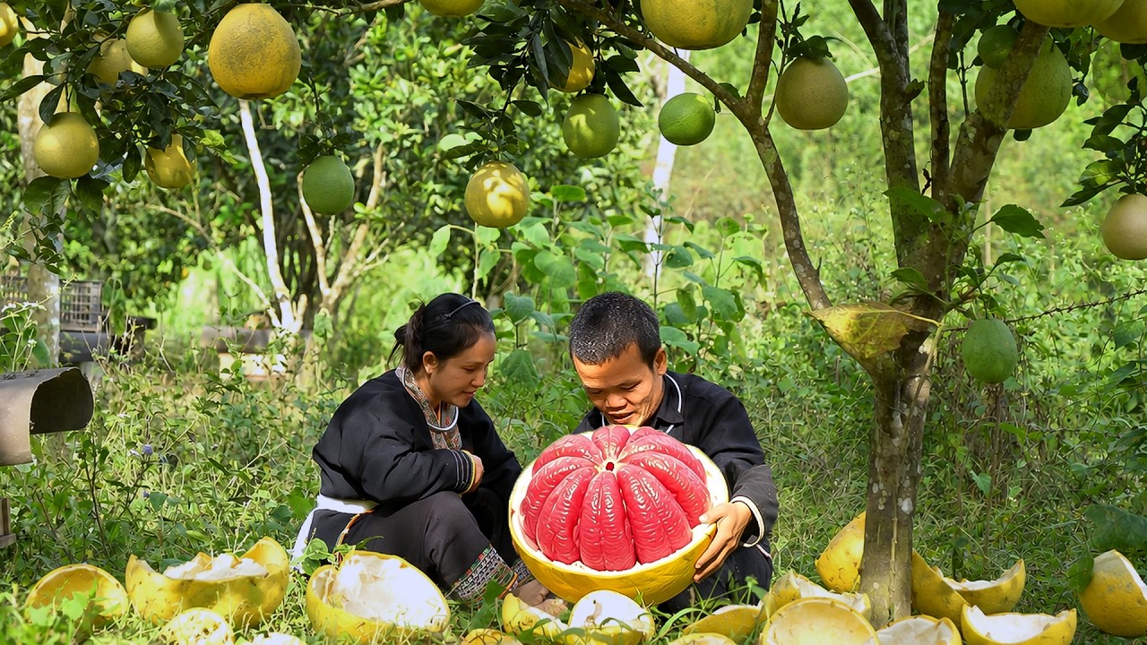 Pick GRAPEFRUIT to Sell for Extra Income | Dwarf Family Repairs Their Cart and Enjoys Harvesting