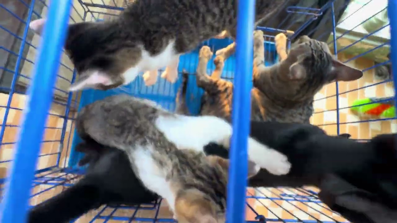 Active Cat today