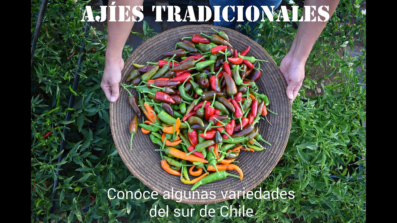 Producción de ají tradicional || conoce algunos #aji del sur de Chile