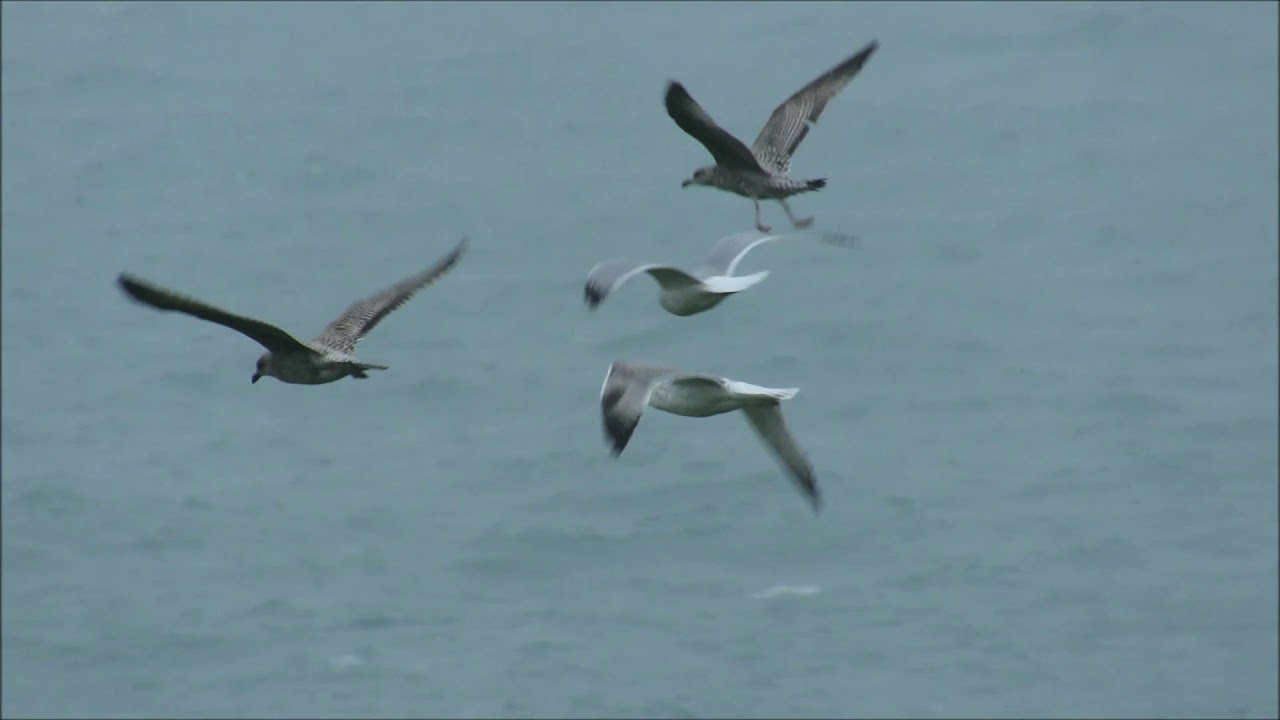 Caspian Gull, Portland Bill, 31st October 2019