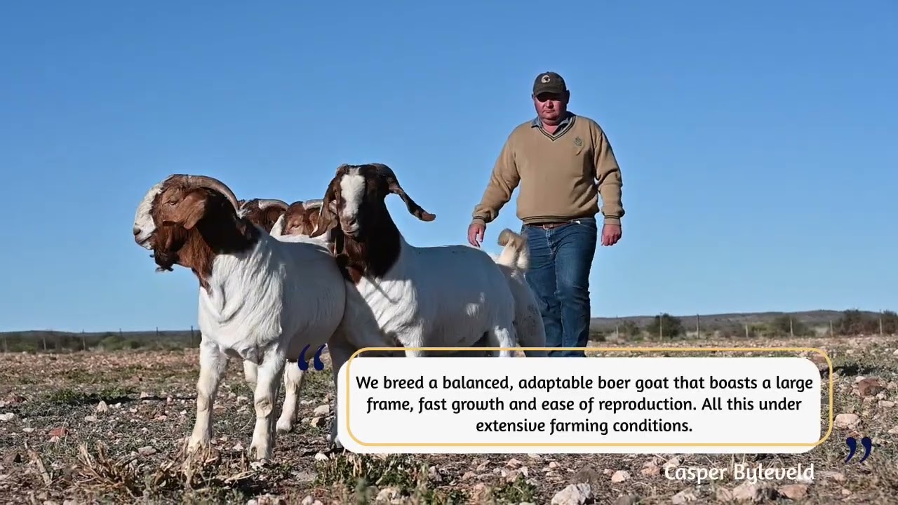 Nico Botha Boer Goat Auction - 28 Sep 2022