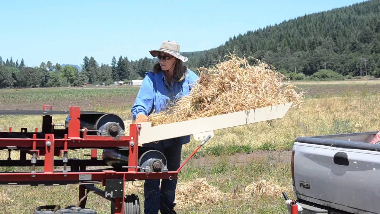 Pea Threshing
