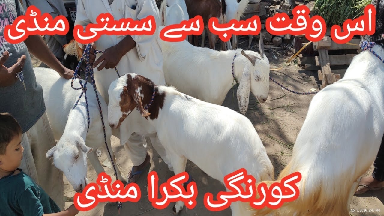 Bakra Mandi Latest Update 2026 | Korangi Bakra Mandi | 2026 Mandi Update 