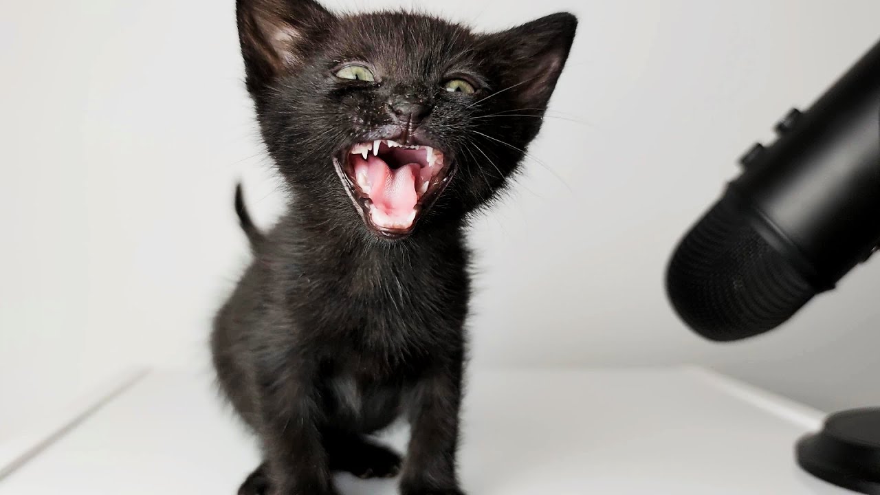 Kitten Meowing Sound ASMR