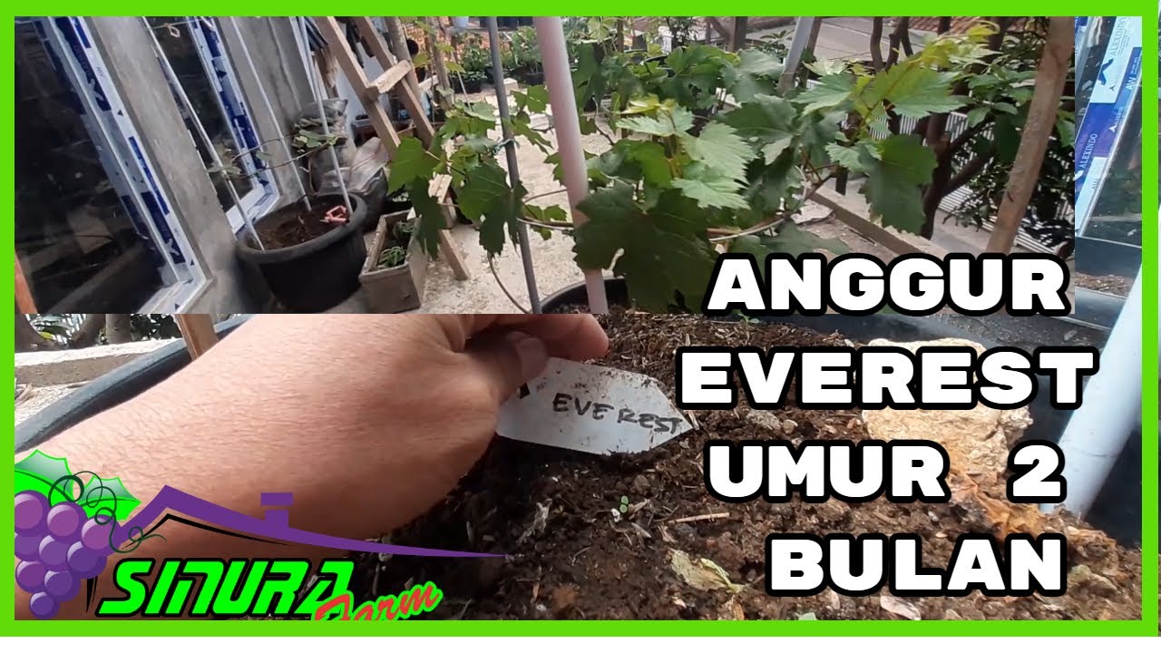 Anggur Everest umur 2 bulan