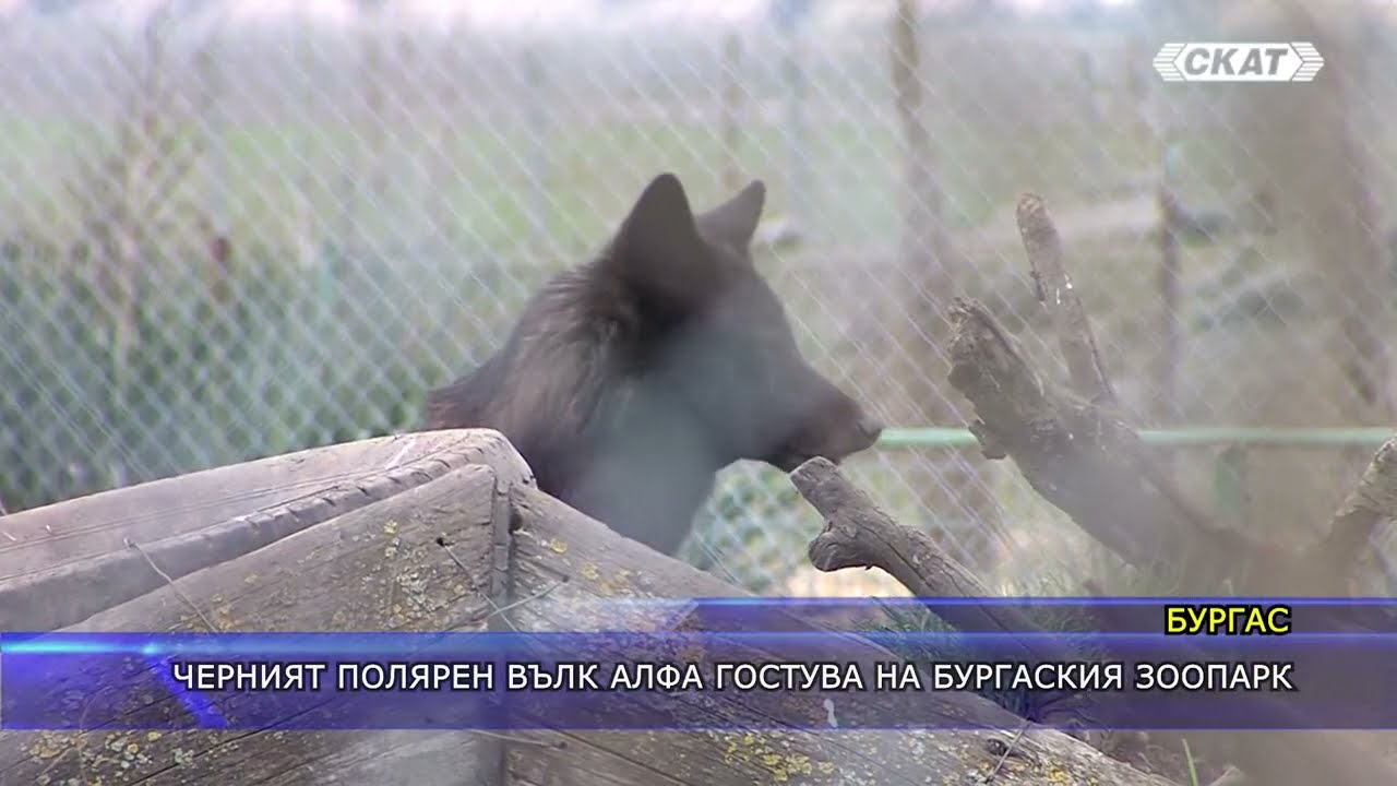 Черният полярен вълк Алфа гостува на бургаския зоопарк
