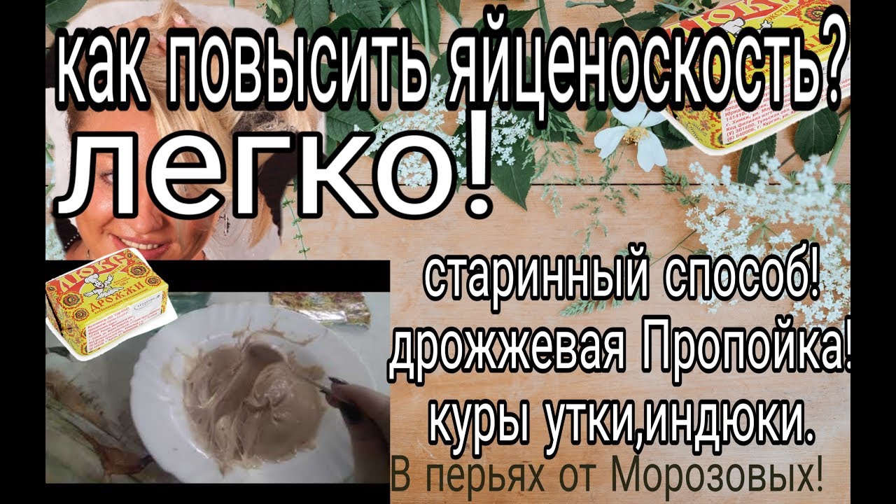 Как повысить яйценоскость птицы? ЛЕГКО!!! // Старинный способ // Дрожжевая ПРОПОЙКА!