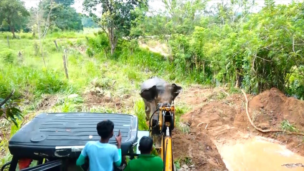 Giant Elephant FREED After Terrifying Fall Into Abandoned Well!