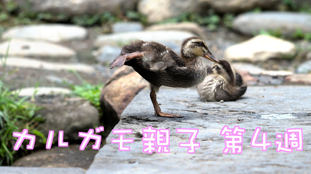 カルガモ親子 第4週