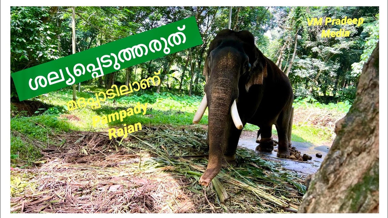 Pampadi Rajan ശല്യപ്പെടുത്തരുത്#keralaelephant#vmpradeepmedia#nattanakatha#mathappadu#kombanmar