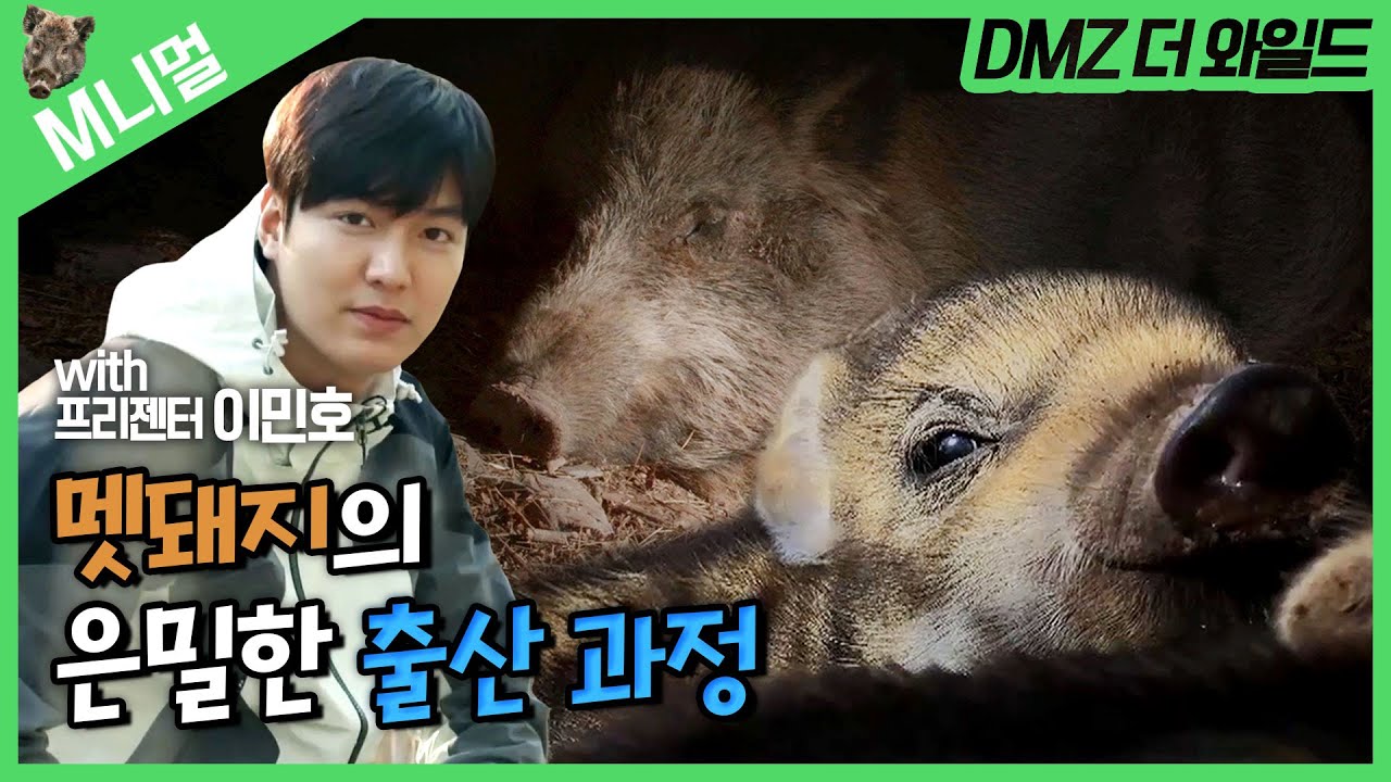 [M니멀] DMZ 야생 멧돼지의 은밀한 '실제 출산' 과정😮 with 배우 이민호｜The Birth of baby pigs｜LEE MIN HO