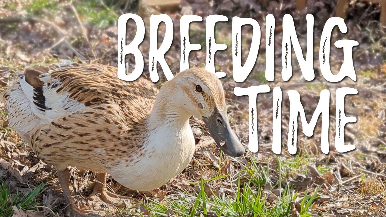 Getting our ducks ready for breeding season