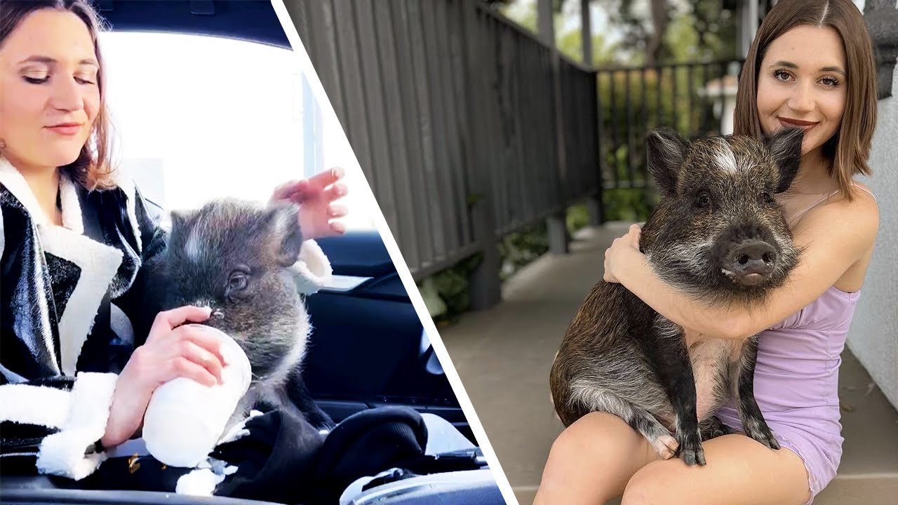 This Pig Is Obsessed With Ice Cubes! | The Koala