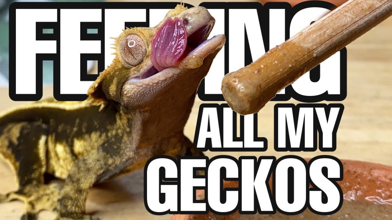 FEEDING MY PET GECKOS! (Tokays, Leachianus, Leaf tails and more!)