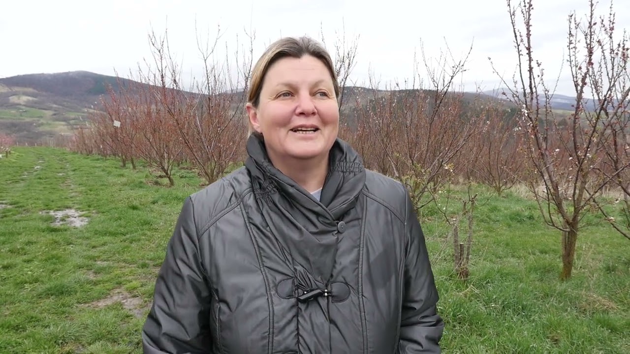 O livadă din Stăuini, județul Alba, distrusă de înghețul din luna aprilie