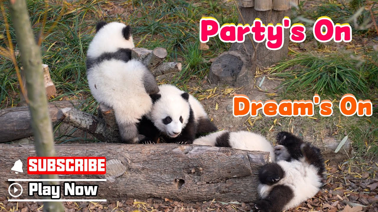 Someone Dozed Off Before The Party Even Began | iPanda