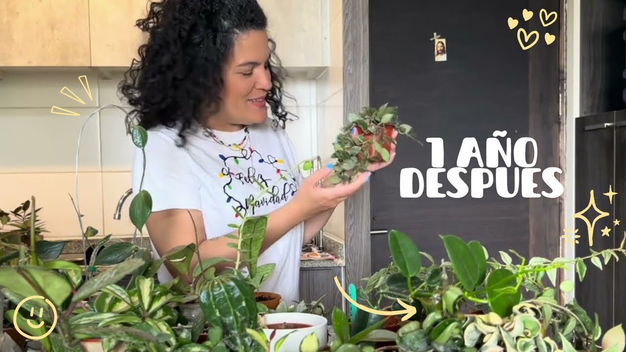 Mi COLECCIÓN de HOYAS 2025 🌿 | Nuevos ejemplares, crecimiento REAL y cuidados que SÍ funcionan