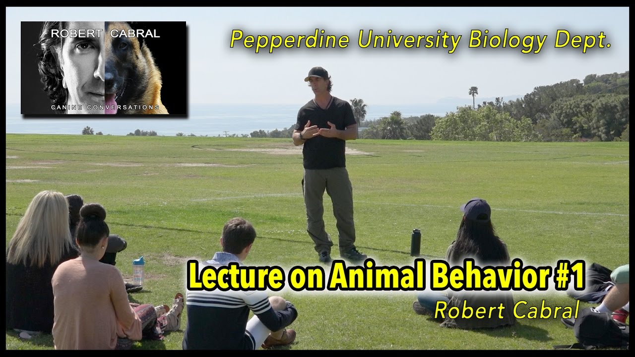 Pepperdine University - Robert Cabral Animal Behavior Lecture Clip #1 - Dog Training