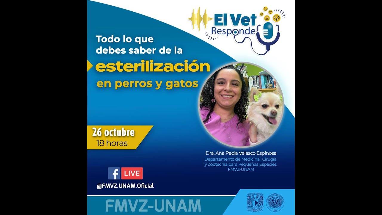 Todo lo que debes saber de la esterilización en perros y gatos