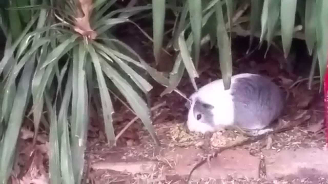 Guinea Pig fighting off Hungry Rats