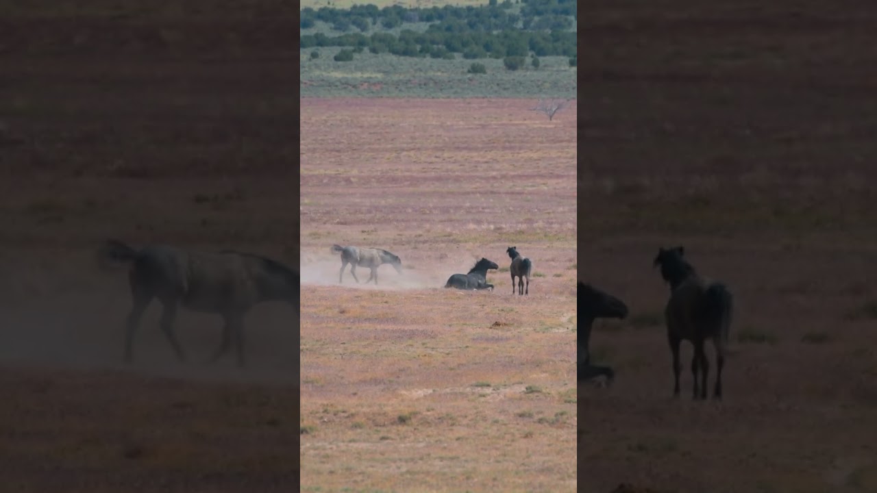 Wild Horses Utah Desert 🏜️