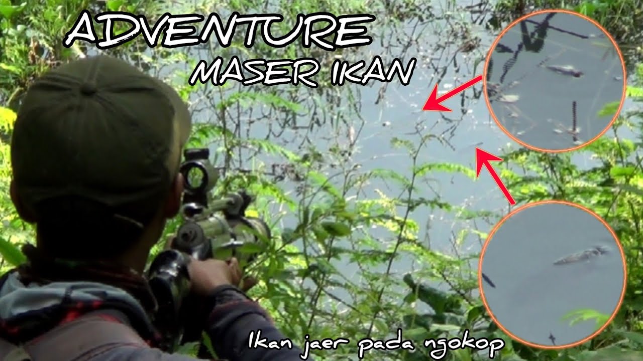 Paser mania | HUNTING IKAN NGAOKOP JATI LUHUR#paserikanterbaru#maserikan#hunterfish