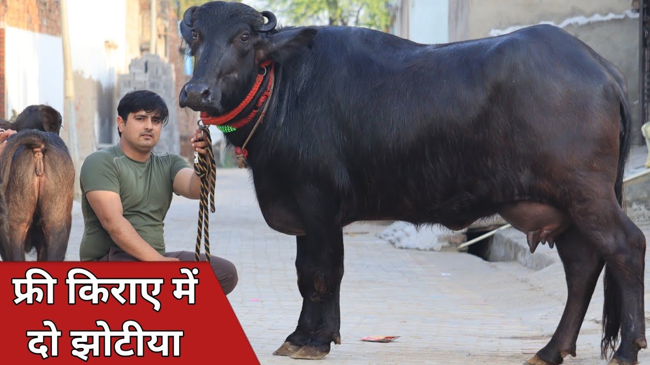फ्री किराए में दो झोटियाँ, एक ही जगह बिक्री के लिए उपलब्ध || Leelu Ram Dairy Farm (8930933111)