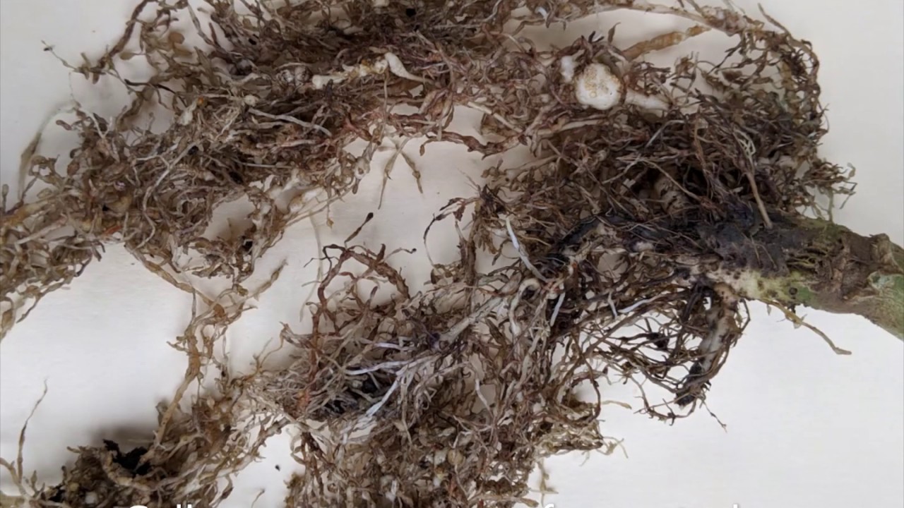 Extracting nematodes from root samples