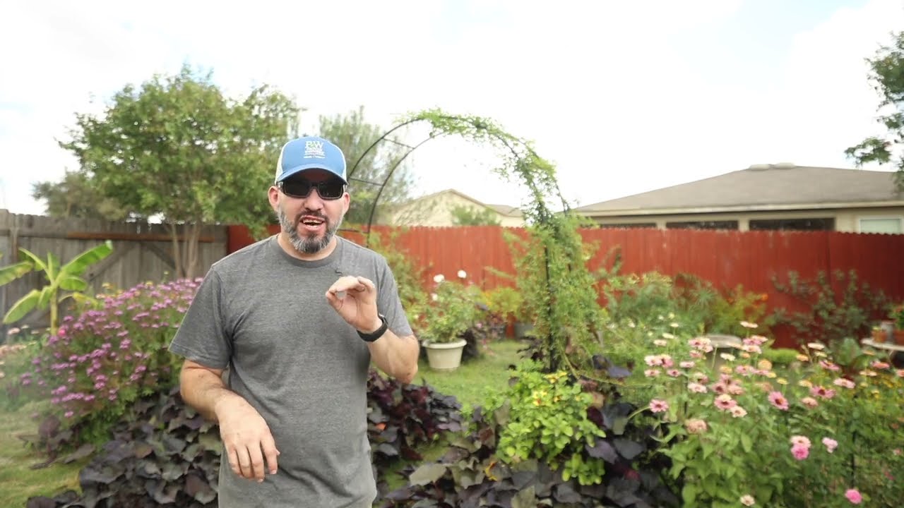 One of the Fastest Climbing Roses | Peggy Martin