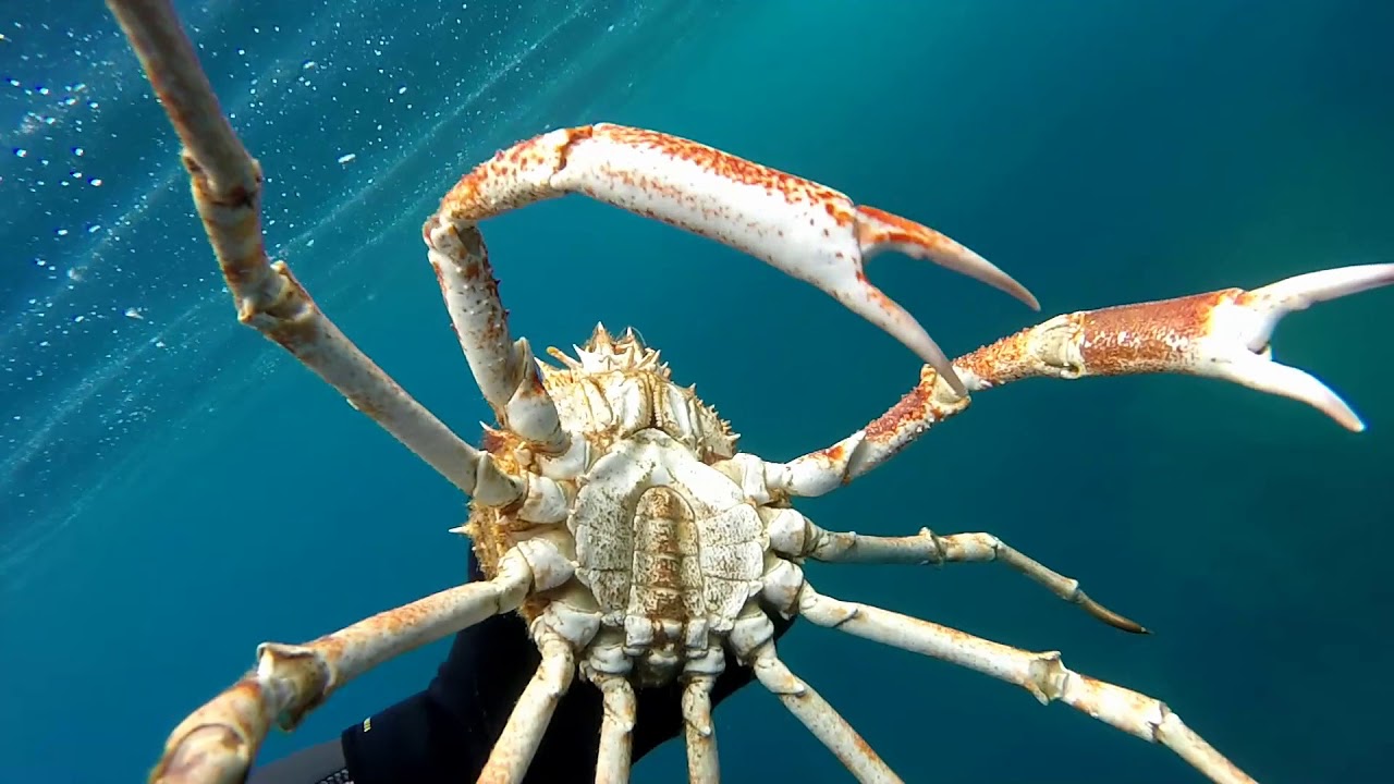 Corse - Ballade en Apnée à la rencontre des araignées de mer