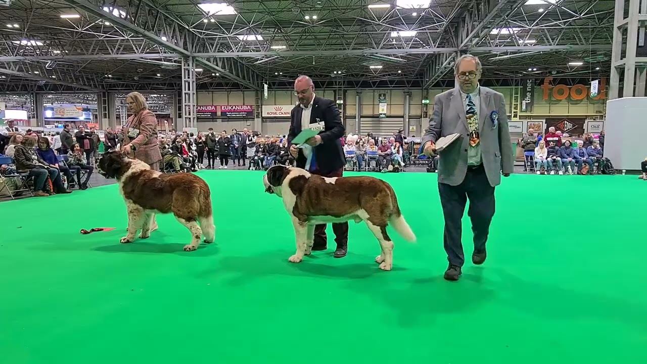 CRUFTS 2022 - St Bernard Judging - Males