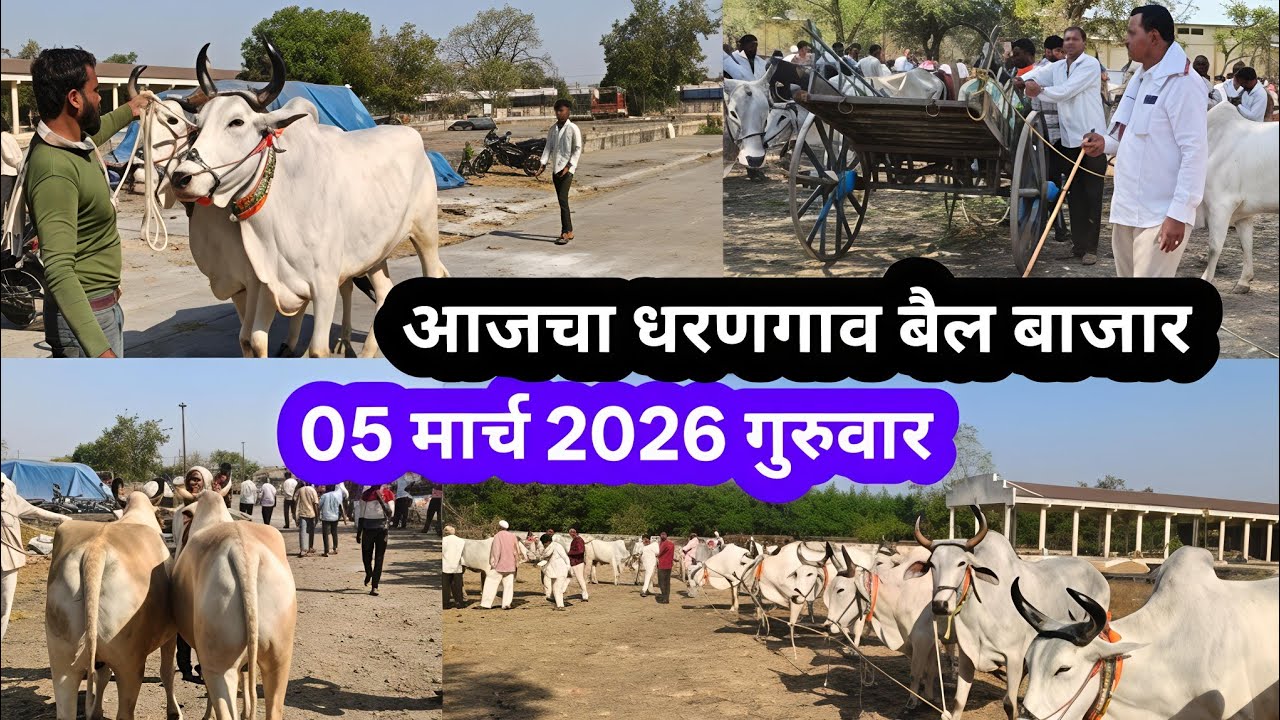  आजचा बैल बाजार | शेतकऱ्यांसाठी मोठी माहिती | बैलांचे भाव किती? धरणगाव बापू शेठ | गोविंदा  गुरुवार 