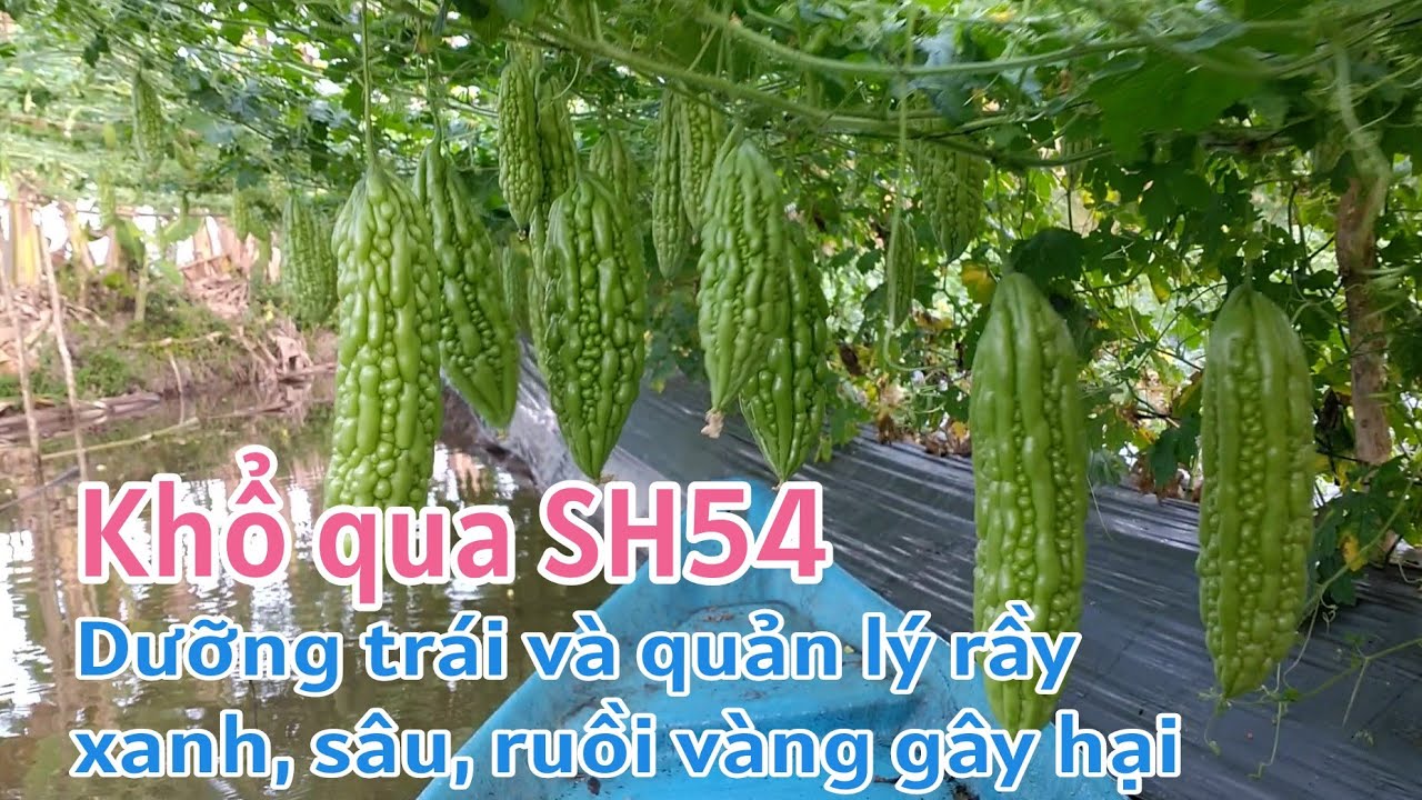 Kỹ thuật trồng khổ qua SH54: P19-Dưỡng trái, tạo nụ và quản lý rầy xanh, sâu, ruồi vàng gây hại