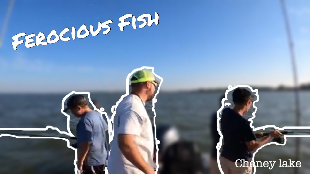 Catching FEROCIOUS fish at Cheney Lake with Miller Time Fishing Adventures